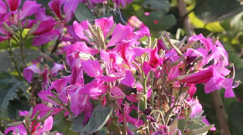 Sunbird feeding Stock Footage 25928515