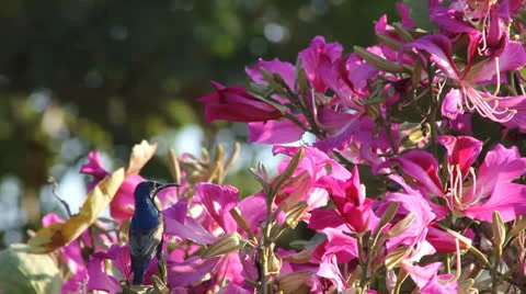 Sunbird feeding Stock Footage 25928697