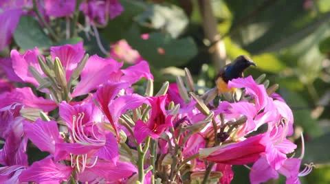 Sunbird feeding Stock Footage 25928698