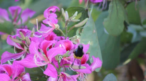 Sunbird feeding Stock Footage 25928744