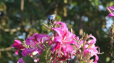 Sunbird feeding Video stock 25928869