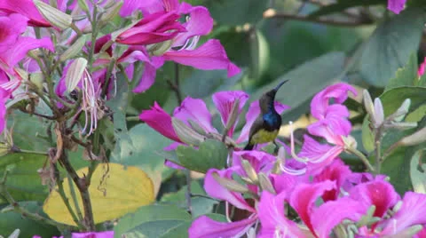 Sunbird feeding Stock Footage 25928882