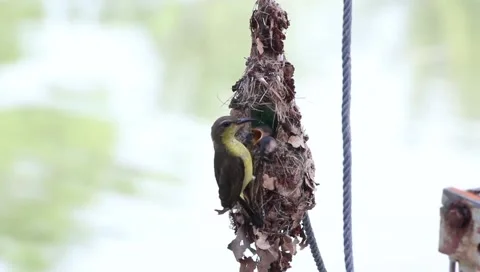 Sunbird feeding in a nest Video stock 203523573