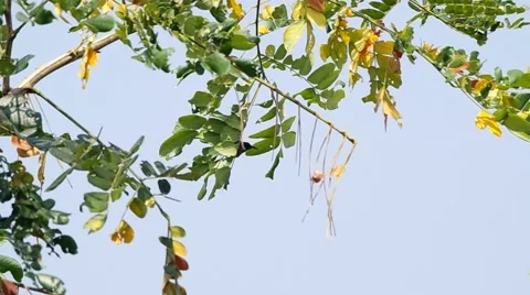 Sunbird finding a food Stock Footage 48348664
