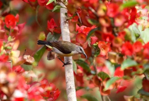 Sunbird on flower. Stock Photos