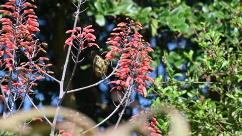 Sunbird Stock Footage 339146279