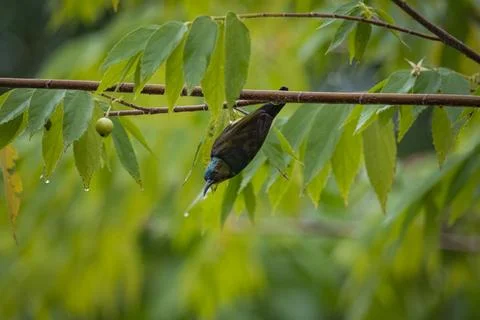 Sunbird hanging in tree Stock Photos