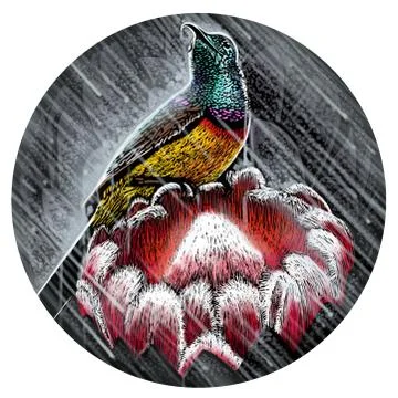 Sunbird Stock Illustration