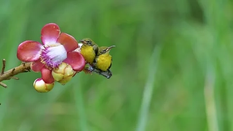 Sunbird Mother Feeding Chicks Perched on Flower Branch Stock Footage 346389808
