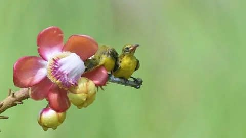 Sunbird Mother Feeding Chicks Perched on Flower Branch Stock Footage 346389812