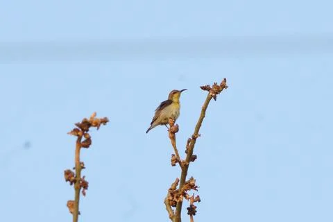 Sunbird perched on a bush 写真素材