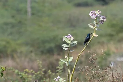 A sunbird perched Stock Photos