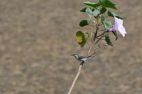 A sunbird perched Stock Photos