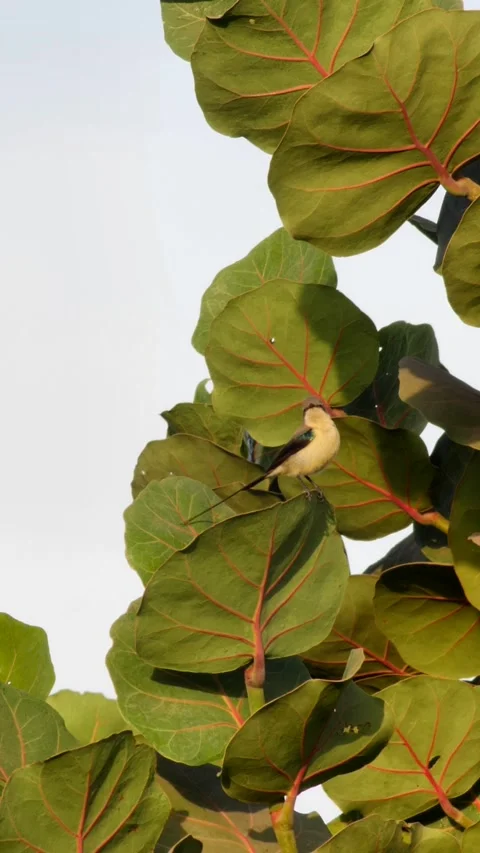 Sunbird perched on top of leaf looking around before flying away Stock Footage 230689997