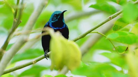 Sunbird perched on tree branch Stock Footage 322726840