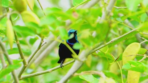 Sunbird perched on tree branch Stock Footage 322727079