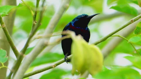 Sunbird perched on tree branch Stock Footage 322727365