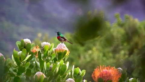 Sunbird Singing Stock Footage 248066937