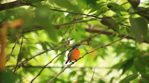 Sunbird on the tree Stock Footage 38287913