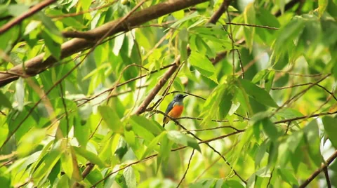 Sunbird on the tree Stock Footage 38288212