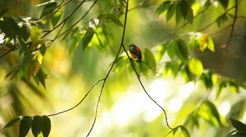 Sunbird on the tree Stock Footage 38288299