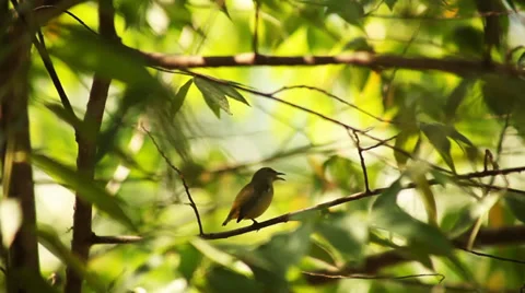 Sunbird on the tree Stock Footage 38288909