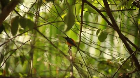 Sunbird on the tree Stock Footage 38289117