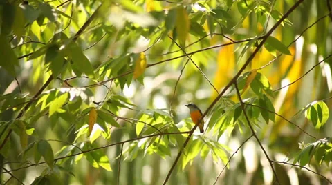 Sunbird on the tree Stock Footage 38289180