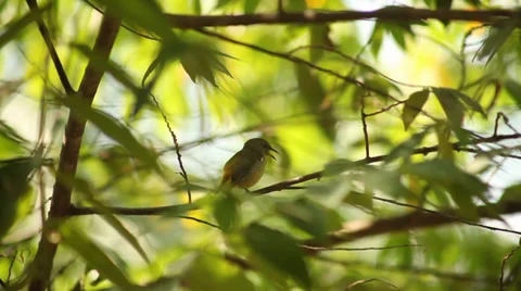 Sunbird on the tree Stock Footage 38289372