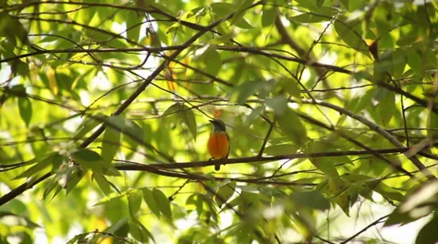 Sunbird on the tree Stock Footage 38289449