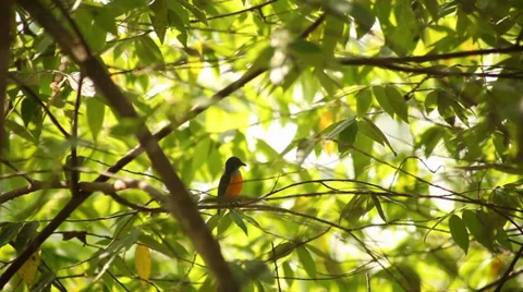 Sunbird on the tree Stock Footage 38289523
