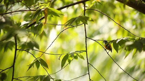 Sunbird on the tree Stock Footage 38289563