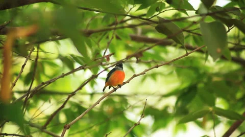 Sunbird on the tree Stock Footage 38327442