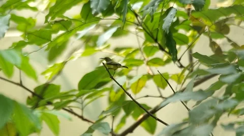 Sunbird on the twig Stock Footage 48882807
