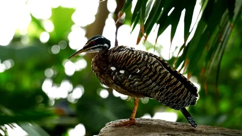 Sunbittern bird Eurypyga Helias Eurypygidae Eurypygaon on jungle Vidéo 123380819