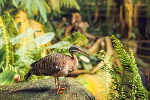 Sunbittern bird standing on a rock Stock Photos