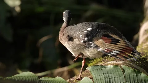 Sunbittern, Eurypyga helias, bird in the nature habitat. Sunbittern i n the fore Stock Footage 296651990