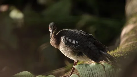 Sunbittern, Eurypyga helias, bird in the nature habitat. Sunbittern i n the fore Stock Footage 296651993
