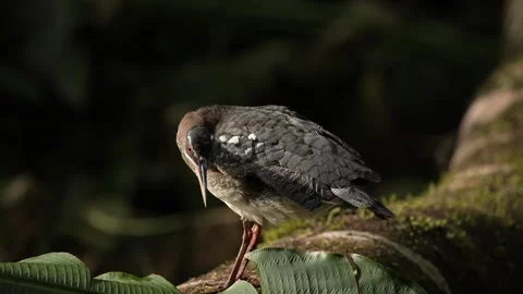 Sunbittern, Eurypyga helias, bird in the nature habitat. Sunbittern i n the fore Stock Footage 296651994