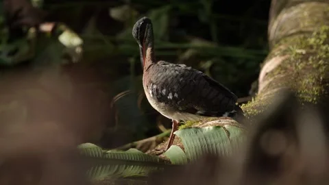 Sunbittern, Eurypyga helias, bird in the nature habitat. Sunbittern i n the fore Stock Footage 296652008