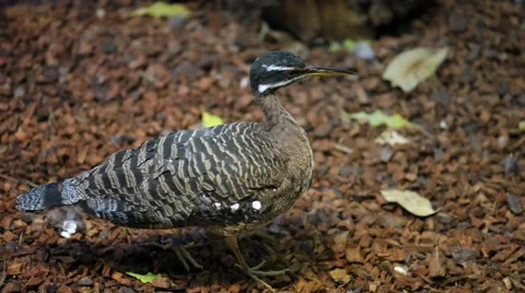 Sunbittern (Eurypyga helias) Stock Footage 58103650