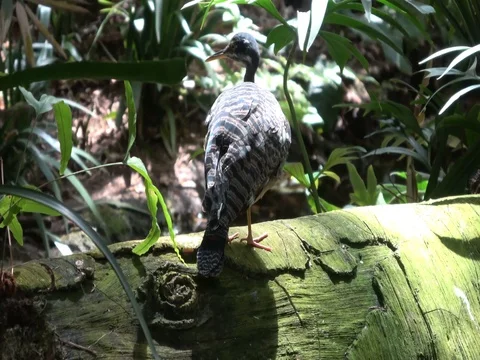 Sunbittern on forest log Stock Footage 78771917