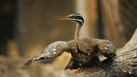 The Sunbittern -graceful bird flaps its wings Stock Footage 119272468