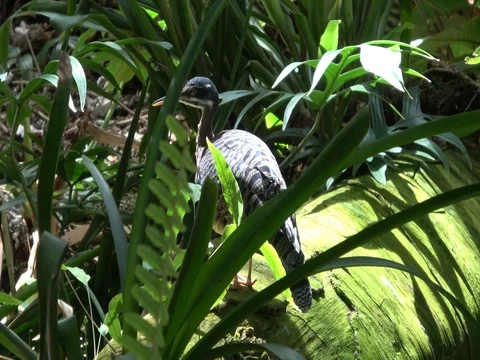 Sunbittern  hiding among leaves, on forest log Stock-Footage 78771941