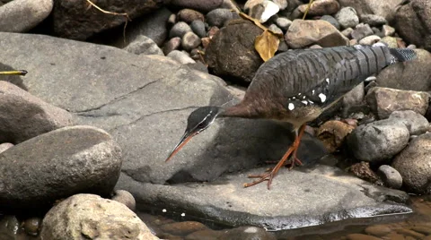 Sunbittern Locks onto Prey, Goes Begging 스톡 동영상 44269945