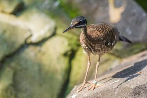 Sunbittern looking for food Stock Photos