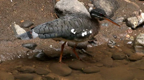 Sunbittern Stalks, Catches Prey 스톡 동영상 44269902