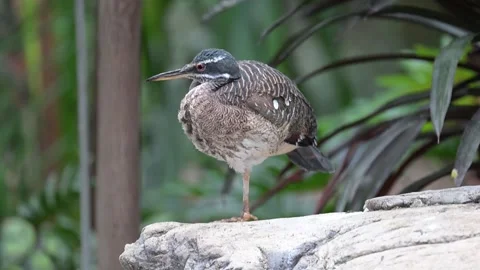 Sunbittern standing on one leg. 스톡 동영상 336759861