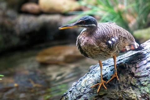 Sunbittern with striking wing patterns. Found in tropical forests and wetland Stock Photos