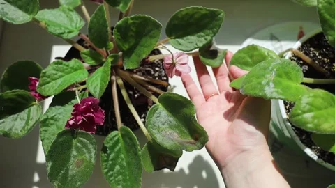 Sunburn damage on African violet Saintpaulia leaf. Brown leaf spots on indoor uz Stock Footage 340618088